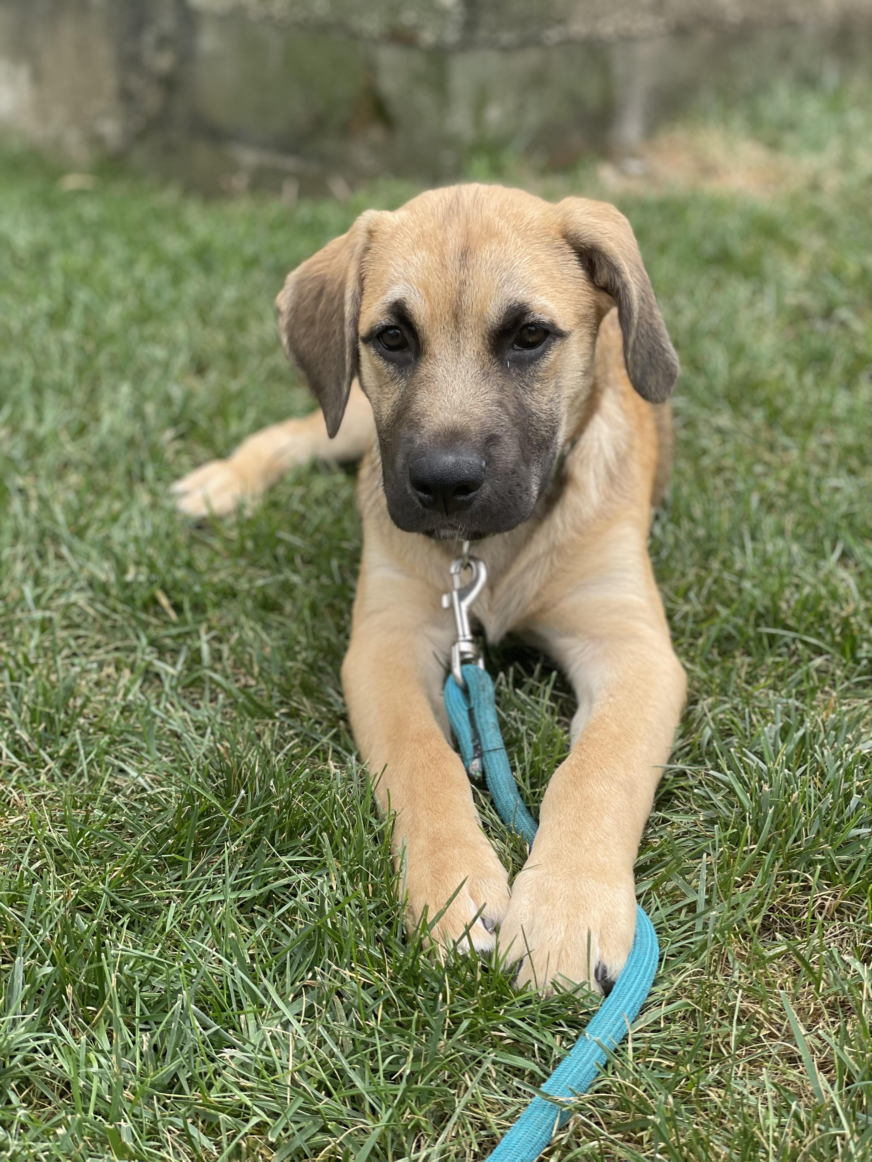 Emmit, Adopted, Puppy Male Labrador Retriever & German Shepherd Dog.