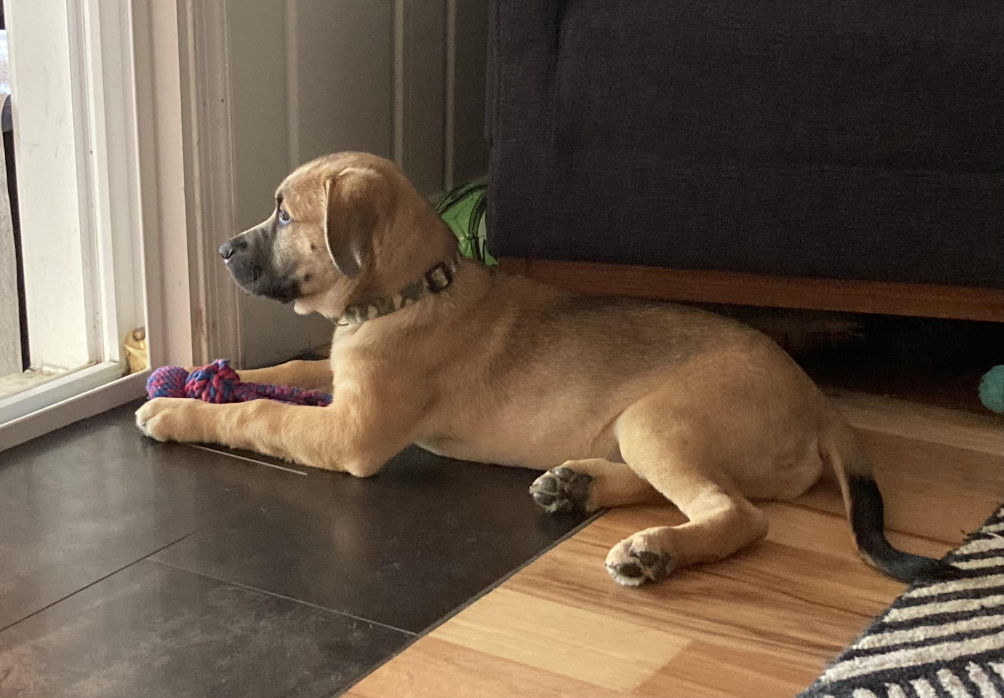 Enlarge Emmit, a Adopted mixed breed in Annandale, VA image 4/4