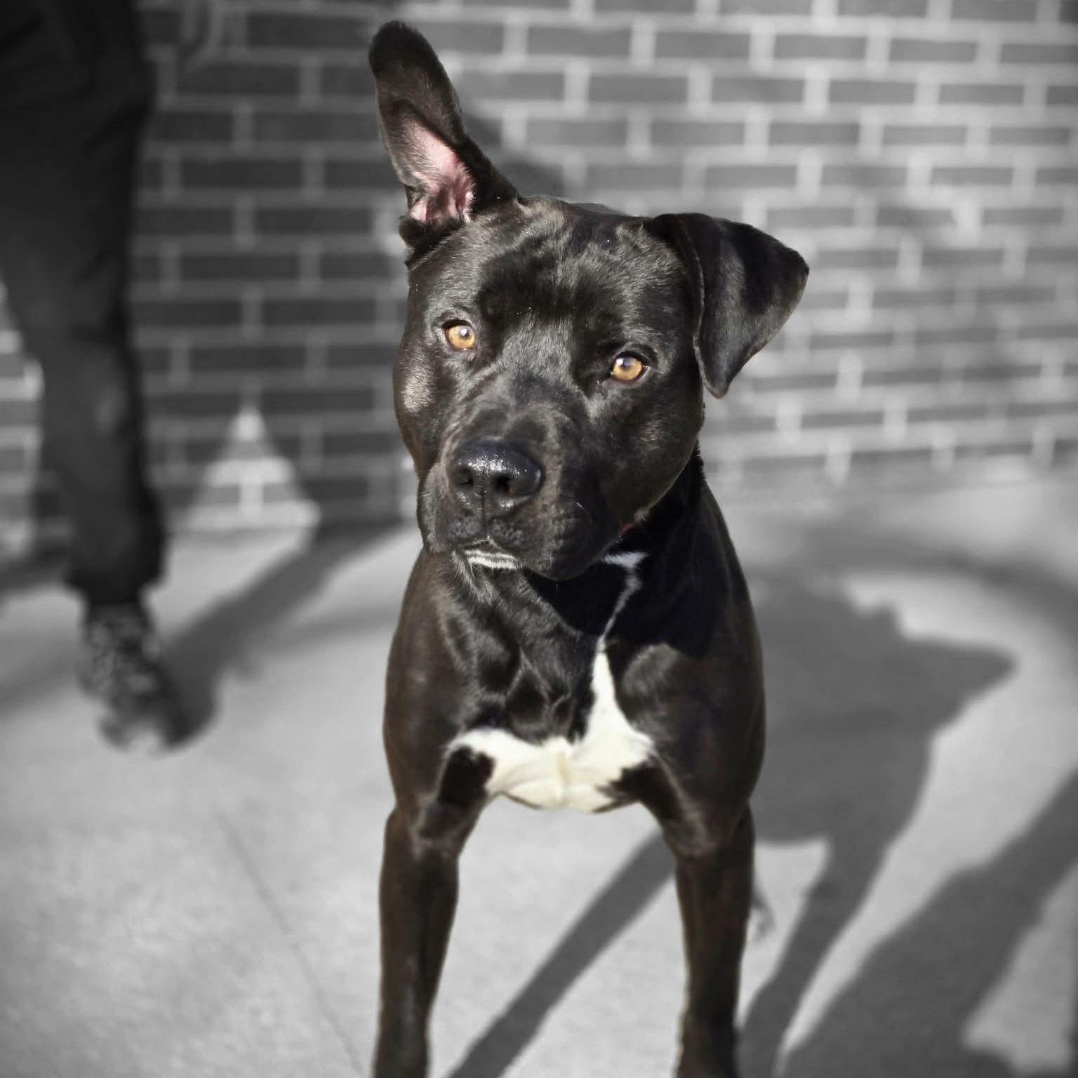Wesson, ADOPTABLE, Adult Male Black Labrador Retriever.
