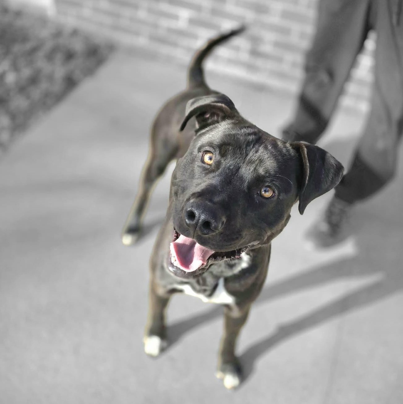 Wesson, a ADOPTABLE mixed breed in Waterloo, IA image 3/3
