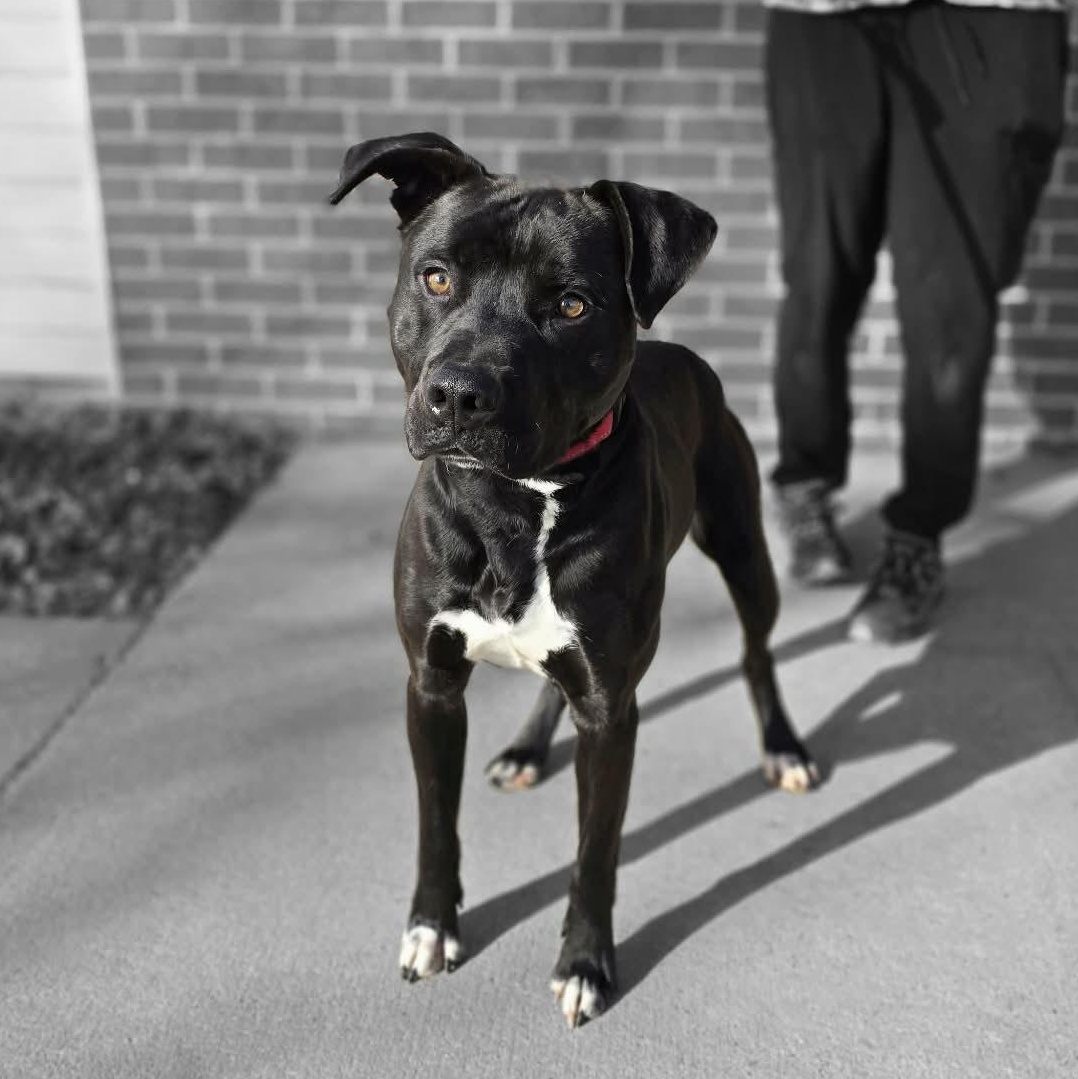 Wesson, a ADOPTABLE mixed breed in Waterloo, IA image 2/3