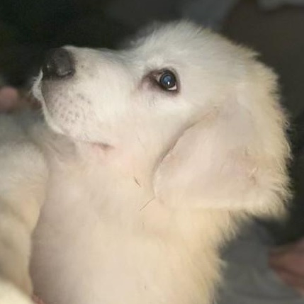 Iceman, Adoptable, Young Male Great Pyrenees.