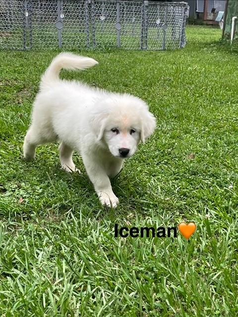 Enlarge Iceman, a Adoptable mixed breed in Unionville, CT image 3/6