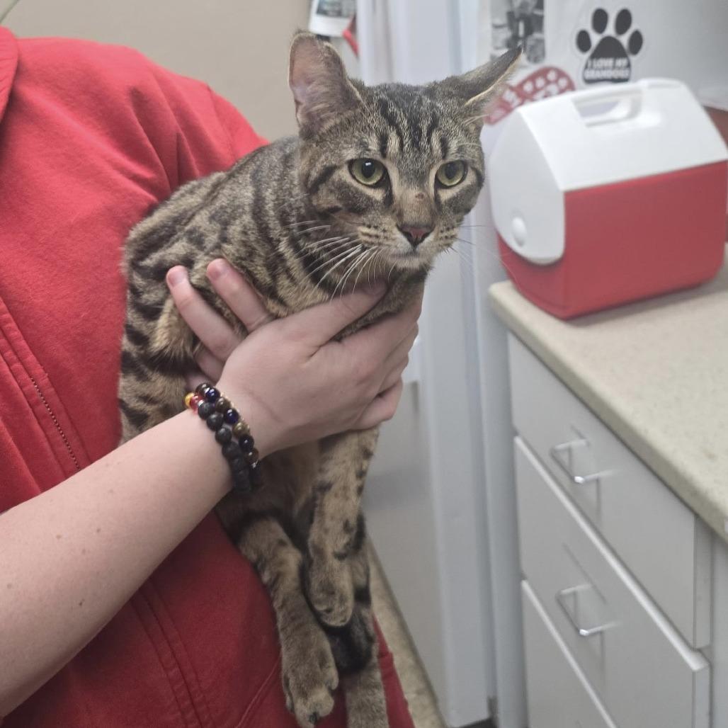 Carlos, Adoptable, Young Male Domestic Short Hair.