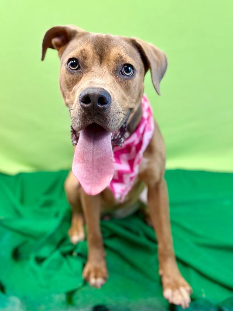 Deuce, Adoptable, Puppy Female Pit Bull Terrier & Australian Cattle Dog / Blue Heeler.