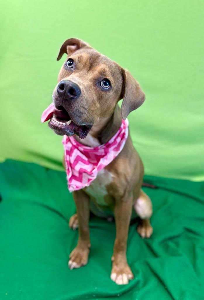Deuce, a Adoptable mixed breed in Nacogdoches, TX image 2/5