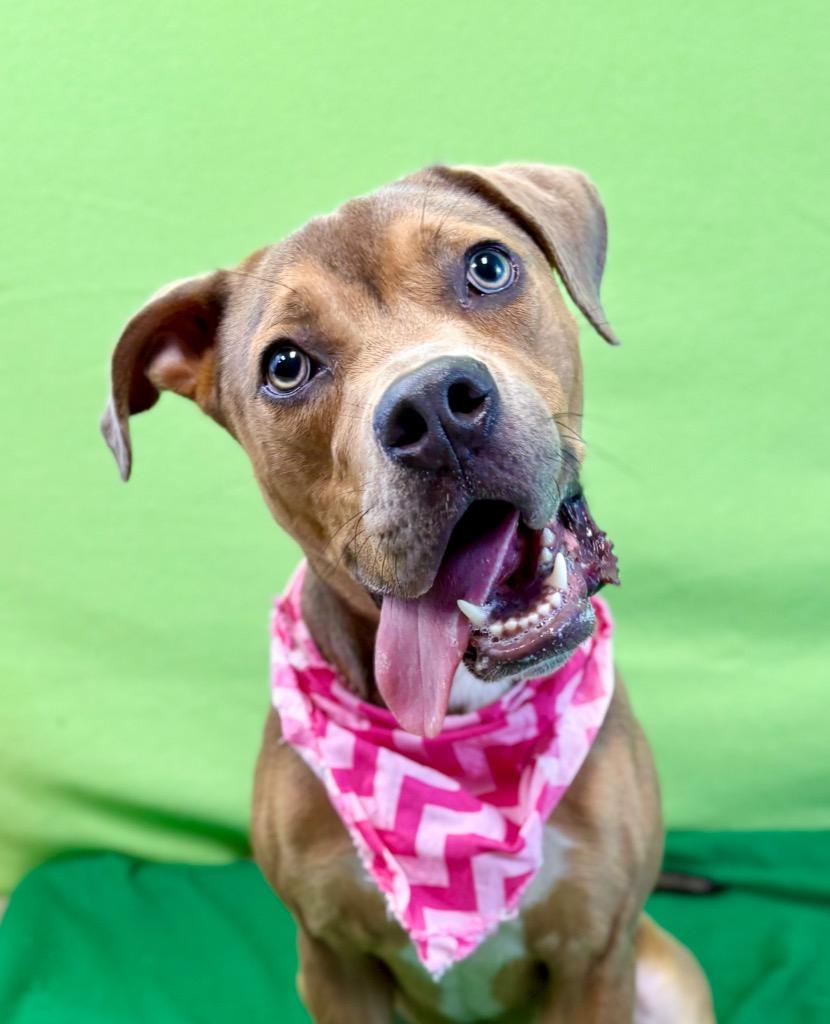Deuce, a Adoptable mixed breed in Nacogdoches, TX image 3/5