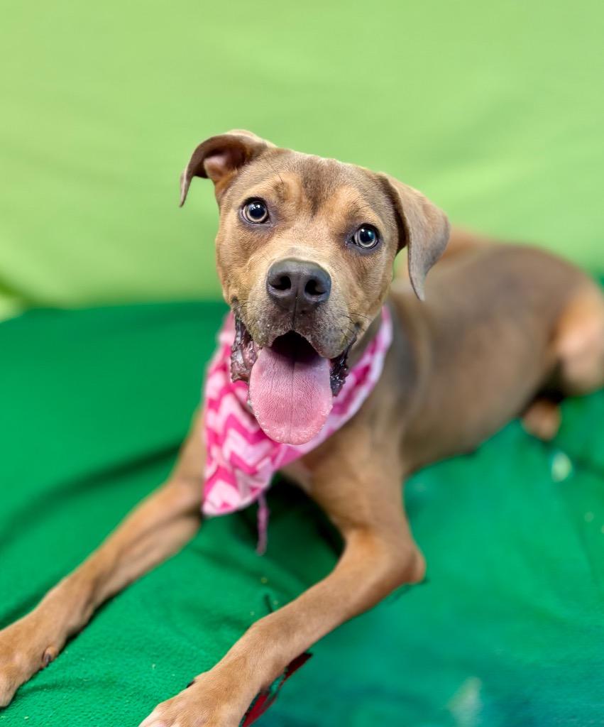 Deuce, a Adoptable mixed breed in Nacogdoches, TX image 4/5