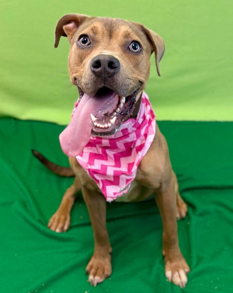 Deuce, a Adoptable mixed breed in Nacogdoches, TX image 5/5