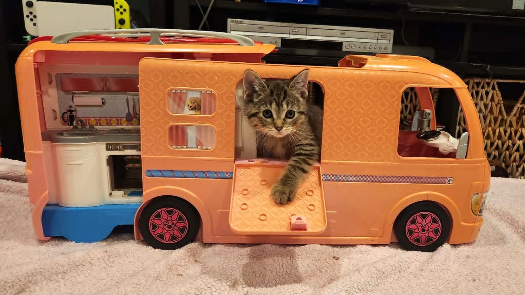 Magnolia, a Adoptable Domestic Short Hair in Grayslake, IL image 2/3