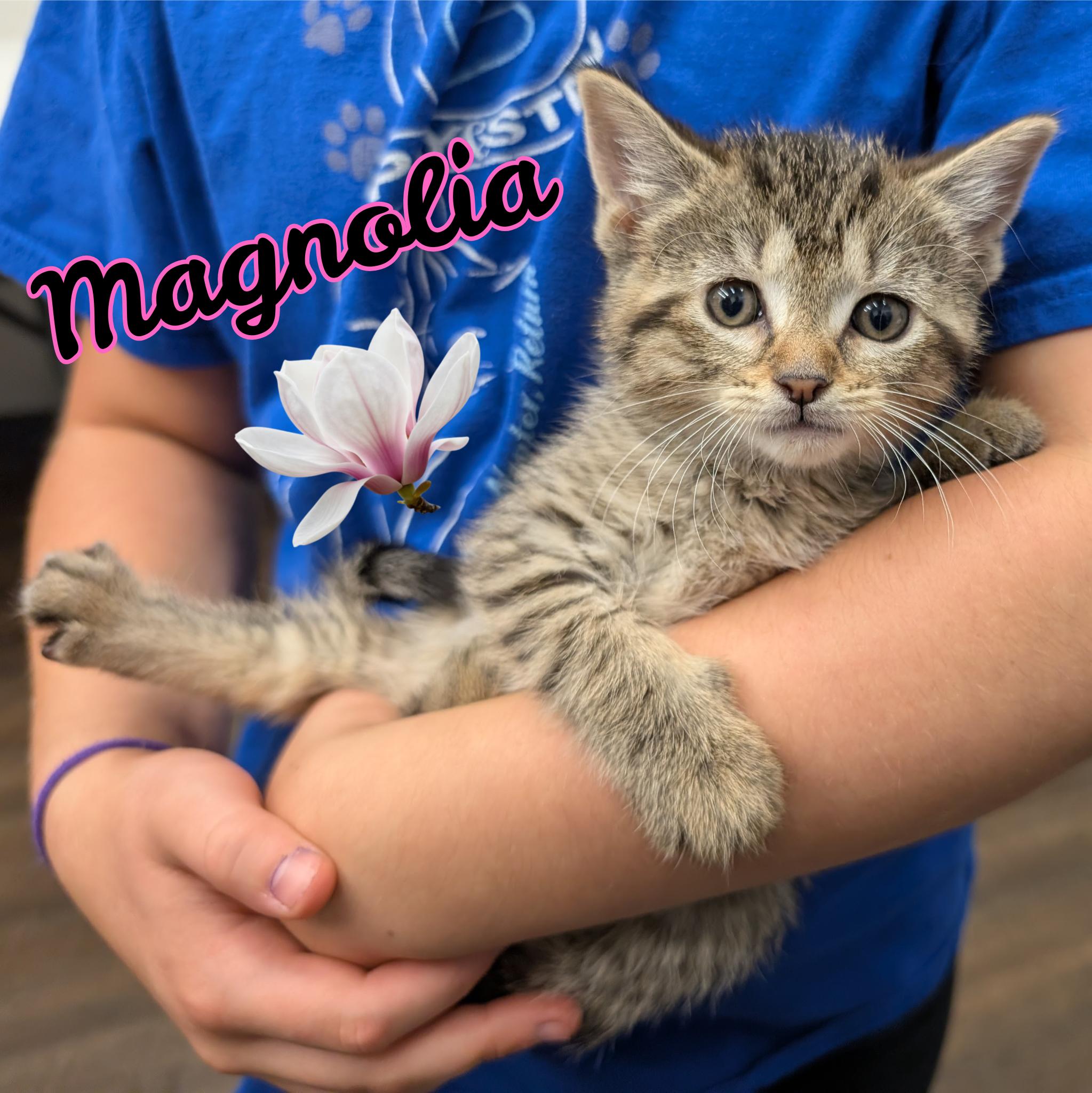 Magnolia, a Adoptable Domestic Short Hair in Grayslake, IL image 3/3