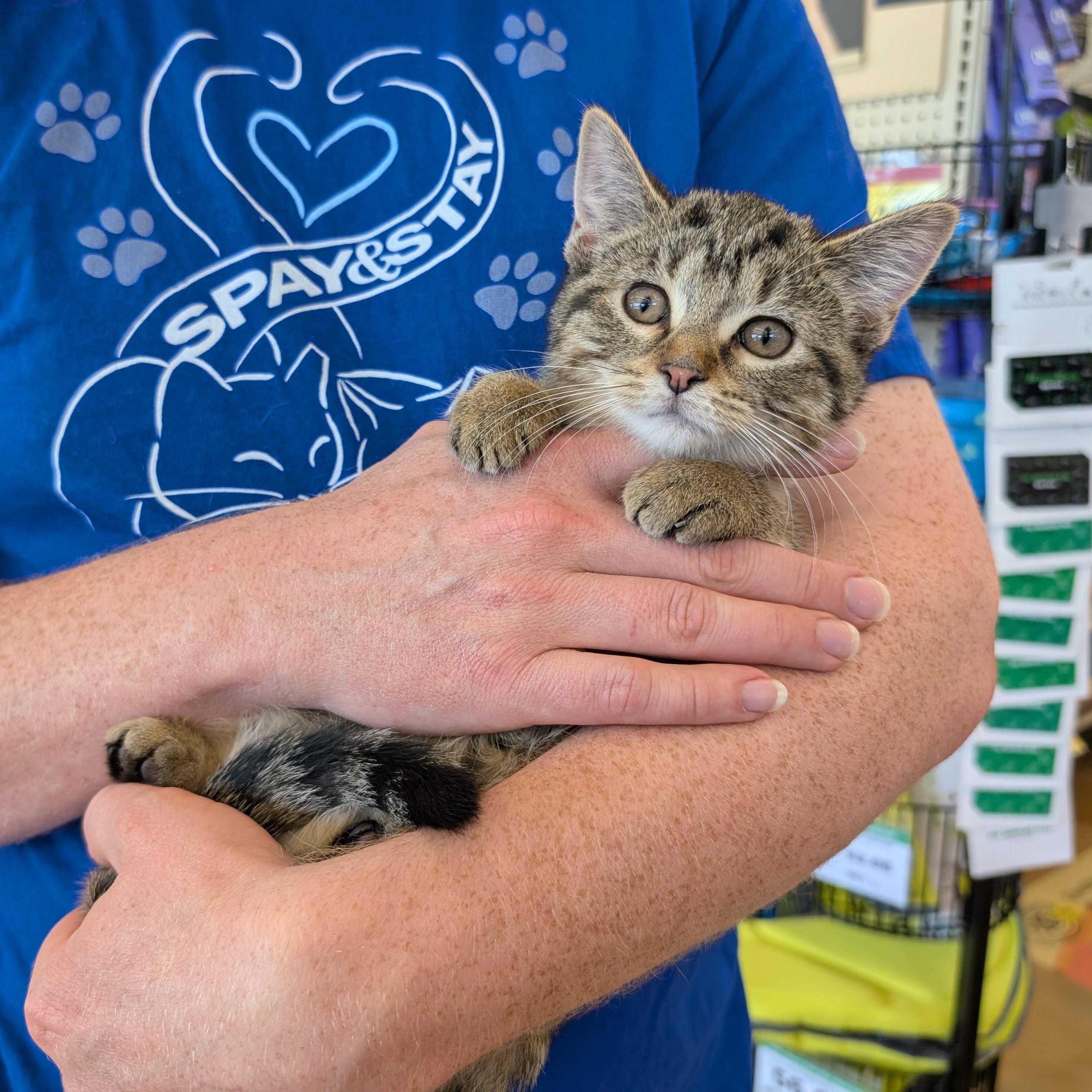 Magnolia, Adoptable, Kitten Female Domestic Short Hair.
