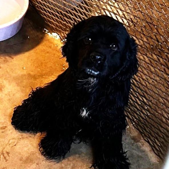 Chewbacca fka FRED2, Adopted, Young Male Cocker Spaniel.