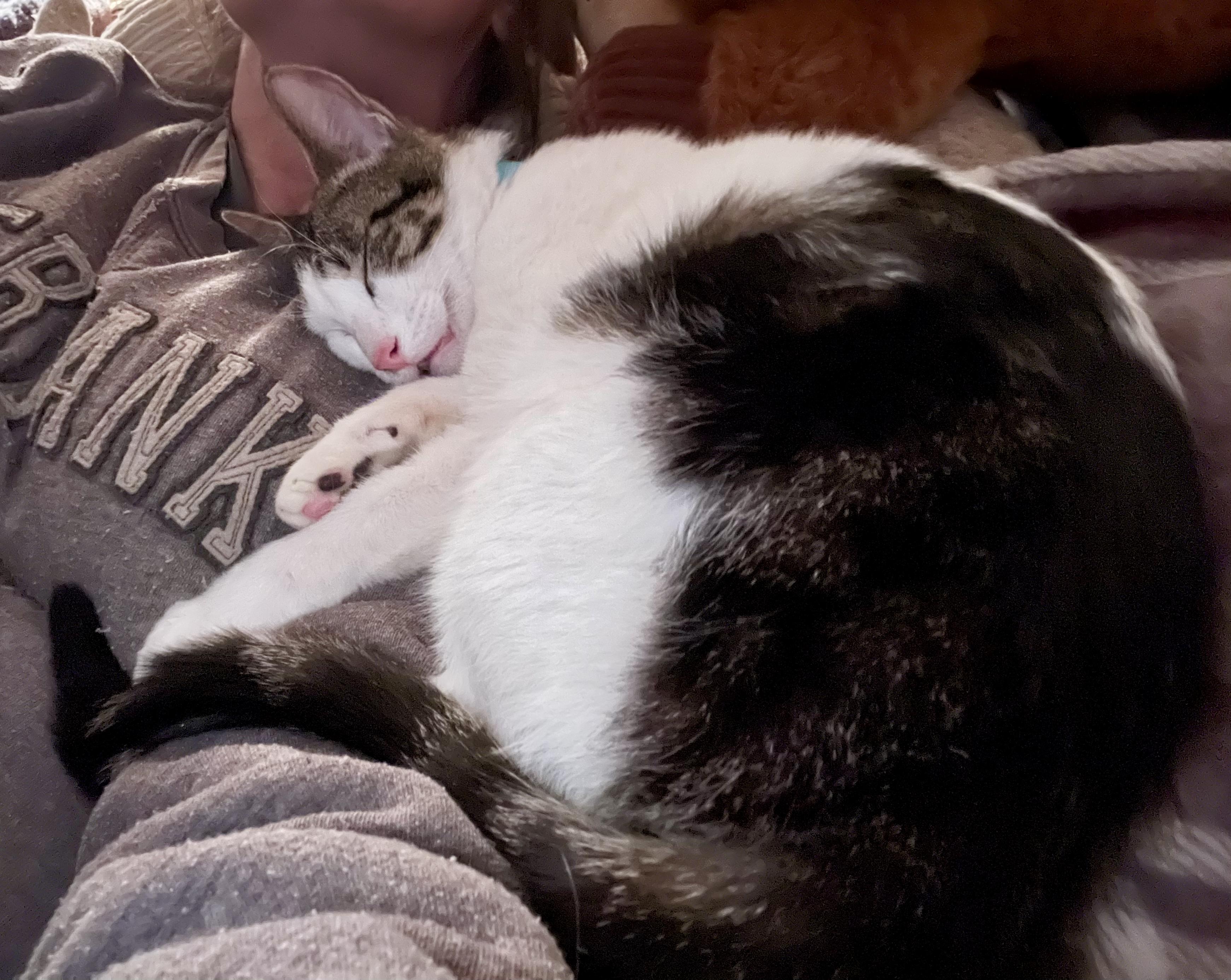 Woody — thumbnail 2