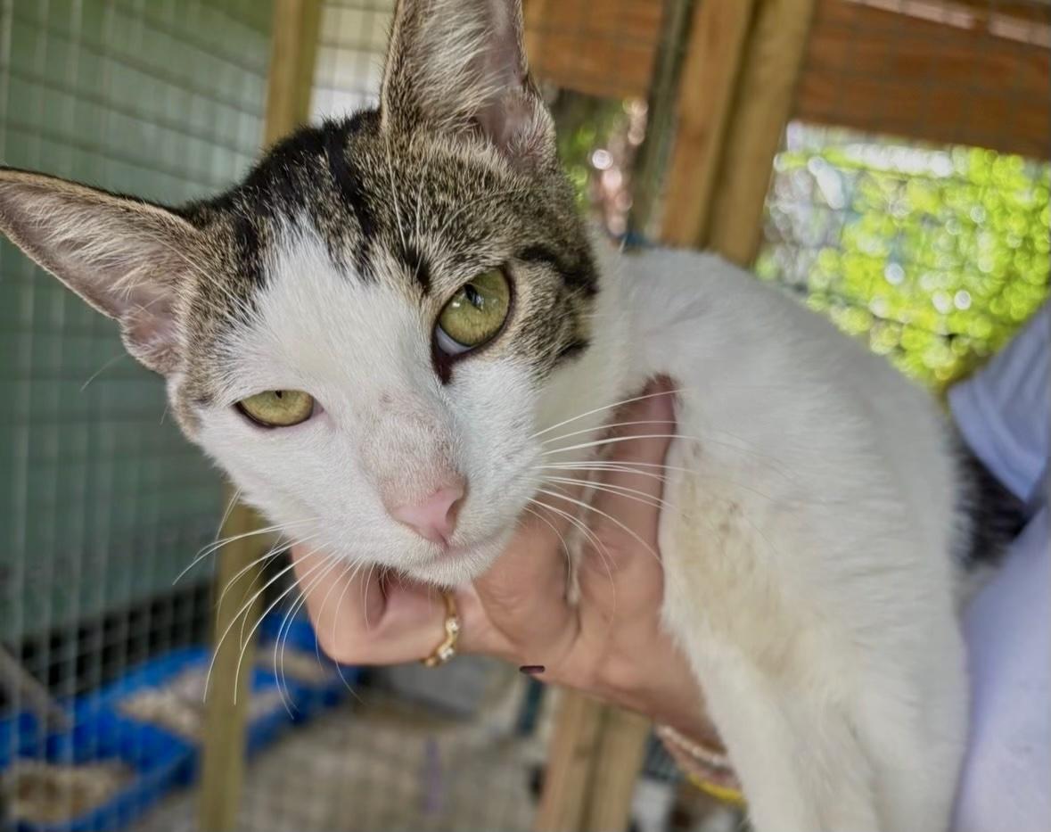 Woody — thumbnail 3