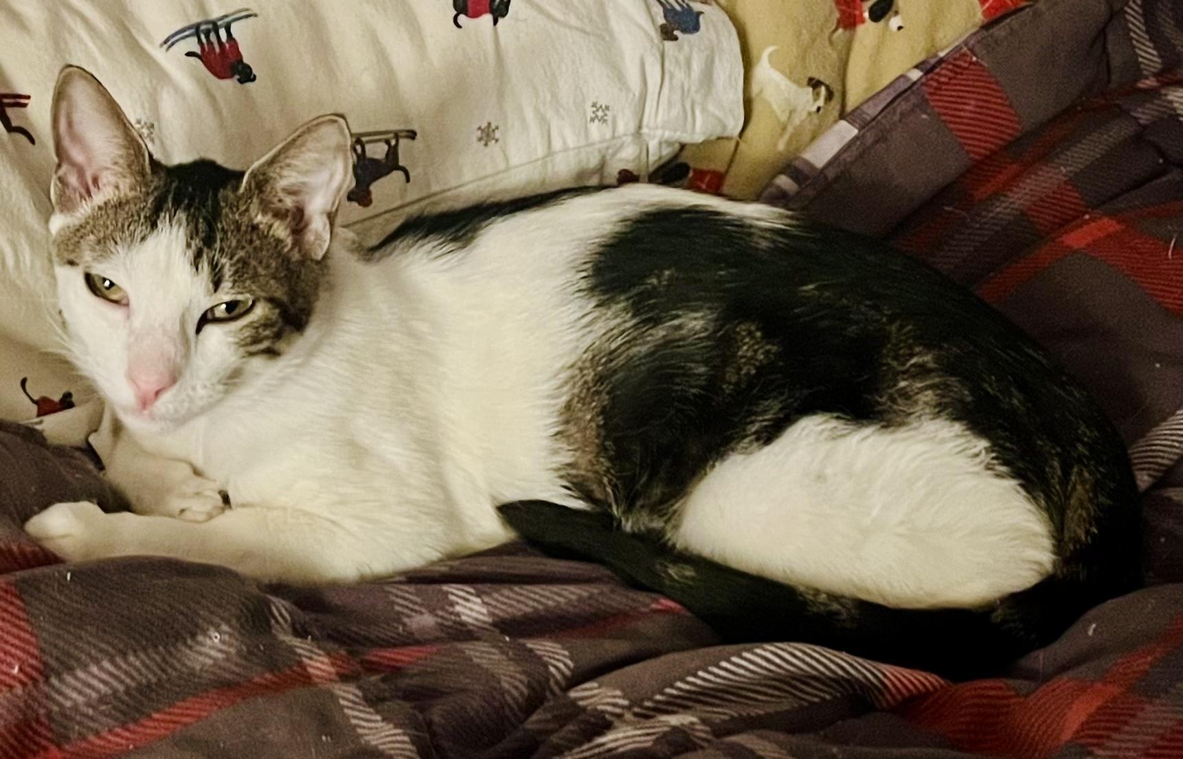 Woody, a ADOPTABLE mixed breed in Bethel, CT image 5/6