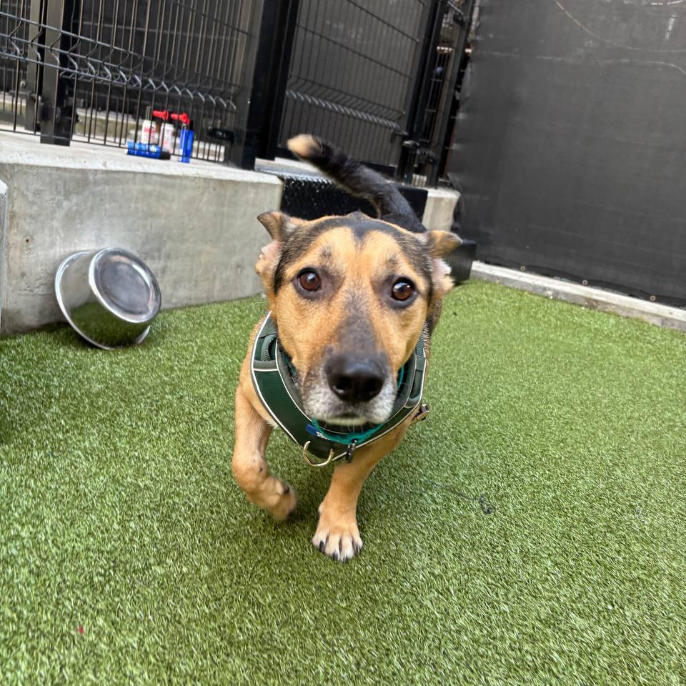 Enlarge Maximus, a Adoptable mixed breed in Westhampton, NY image 2/6