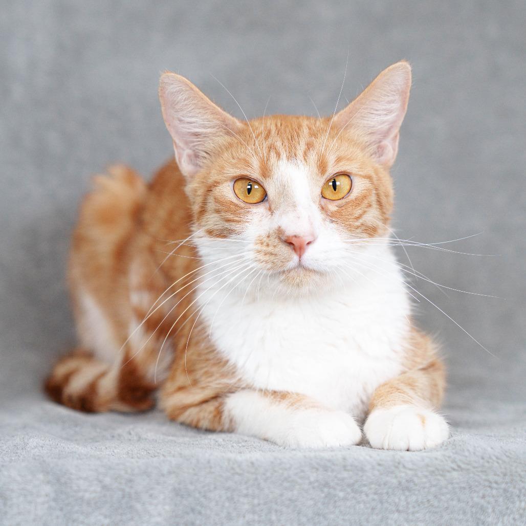 Enlarge Toffee (In Foster), a Adoptable Domestic Short Hair in Sunnyvale, CA image 1/4