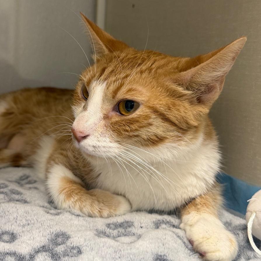 Enlarge Toffee (In Foster), a Adoptable Domestic Short Hair in Sunnyvale, CA image 2/4