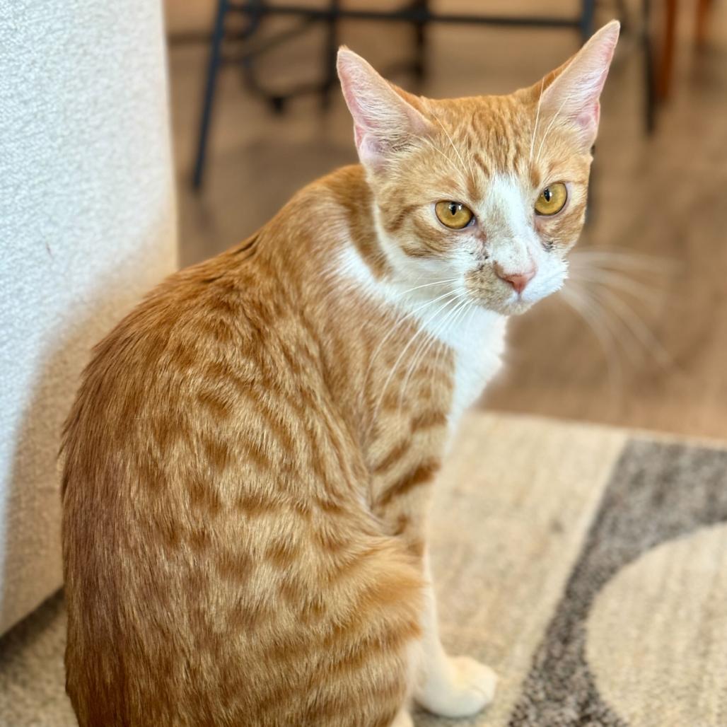 Enlarge Toffee (In Foster), a Adoptable Domestic Short Hair in Sunnyvale, CA image 3/4