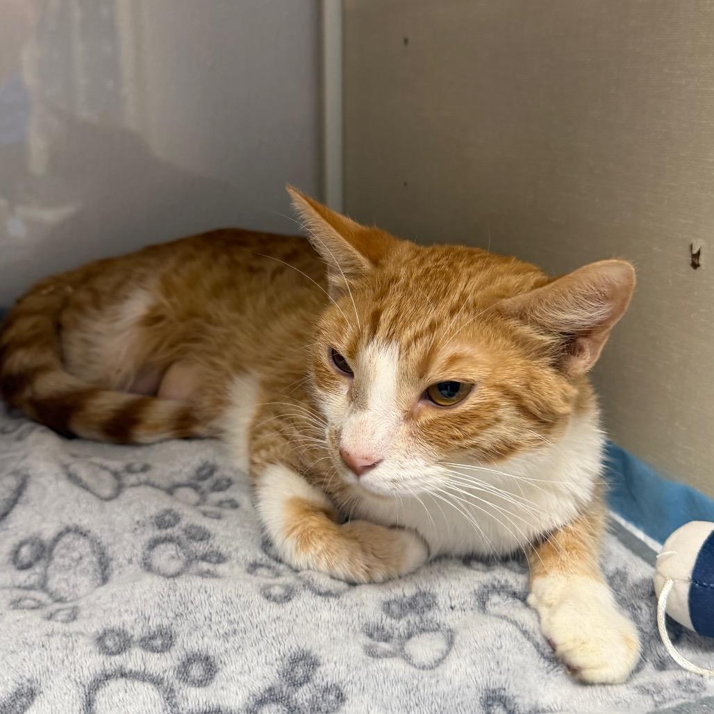 Enlarge Toffee (In Foster), a Adoptable Domestic Short Hair in Sunnyvale, CA image 4/4