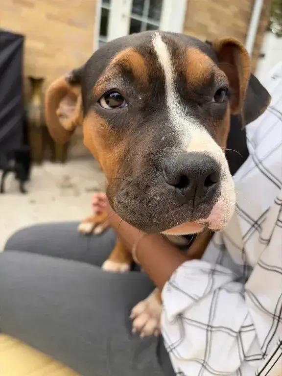 Ranger, Adoptable, Puppy Male Mixed Breed.