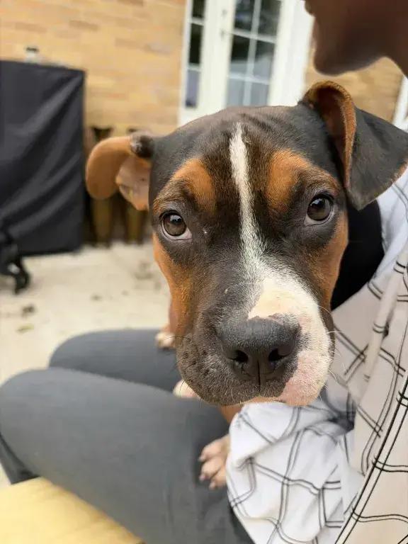 Enlarge Ranger, a Adoptable mixed breed in Grand Rapids, MI image 2/6
