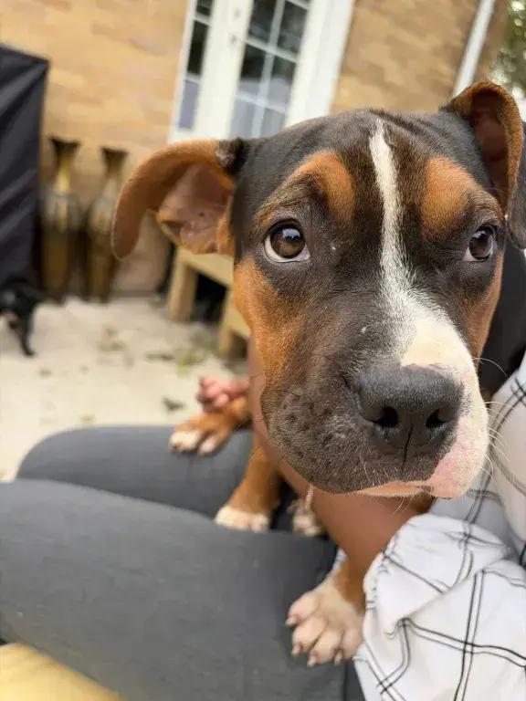 Enlarge Ranger, a Adoptable mixed breed in Grand Rapids, MI image 3/6
