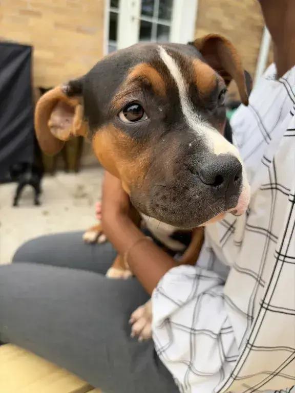 Enlarge Ranger, a Adoptable mixed breed in Grand Rapids, MI image 4/6