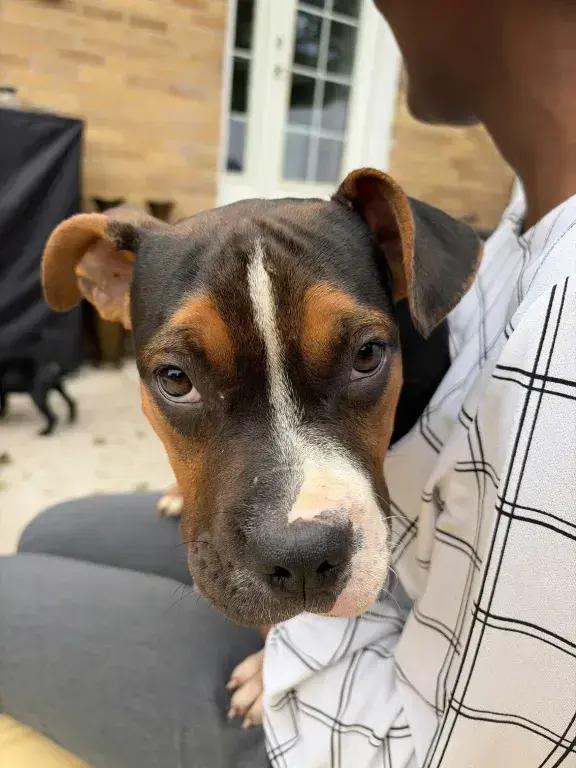 Enlarge Ranger, a Adoptable mixed breed in Grand Rapids, MI image 5/6