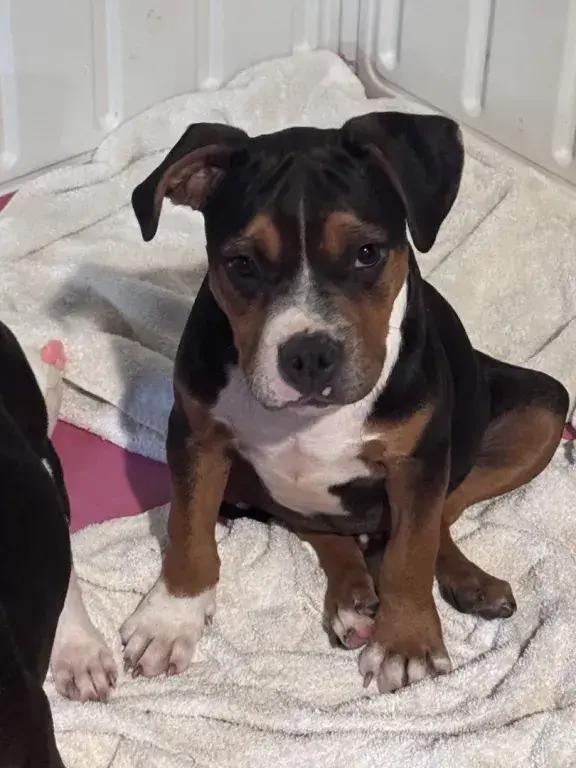 Enlarge Ranger, a Adoptable mixed breed in Grand Rapids, MI image 6/6