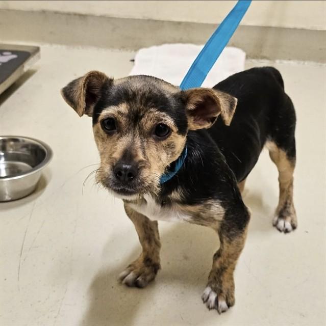 MAVERICK, Adoptable, Adult Male Chihuahua.
