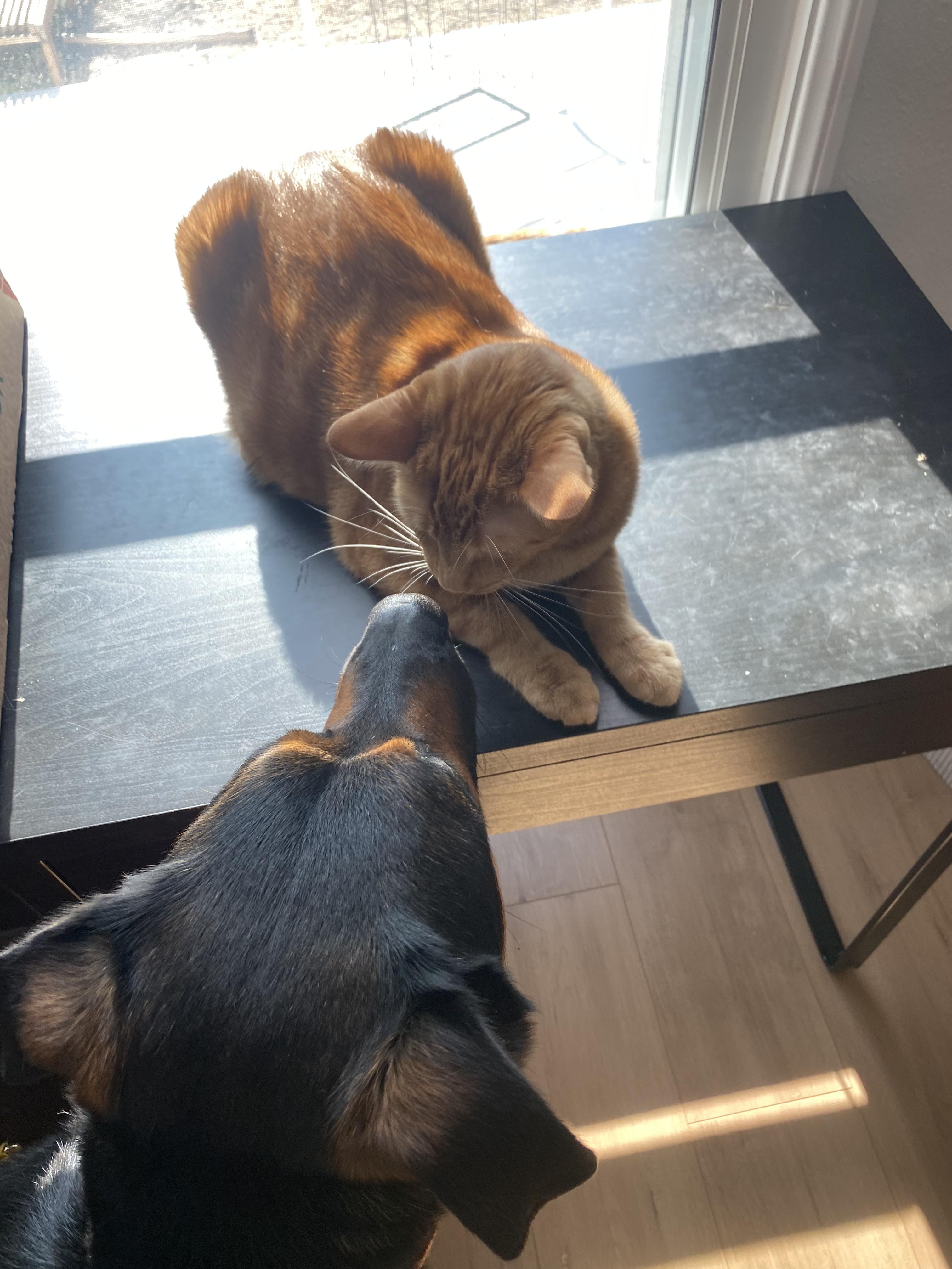 Enlarge Theodore, a Adopted mixed breed in sherman oaks, CA image 3/6