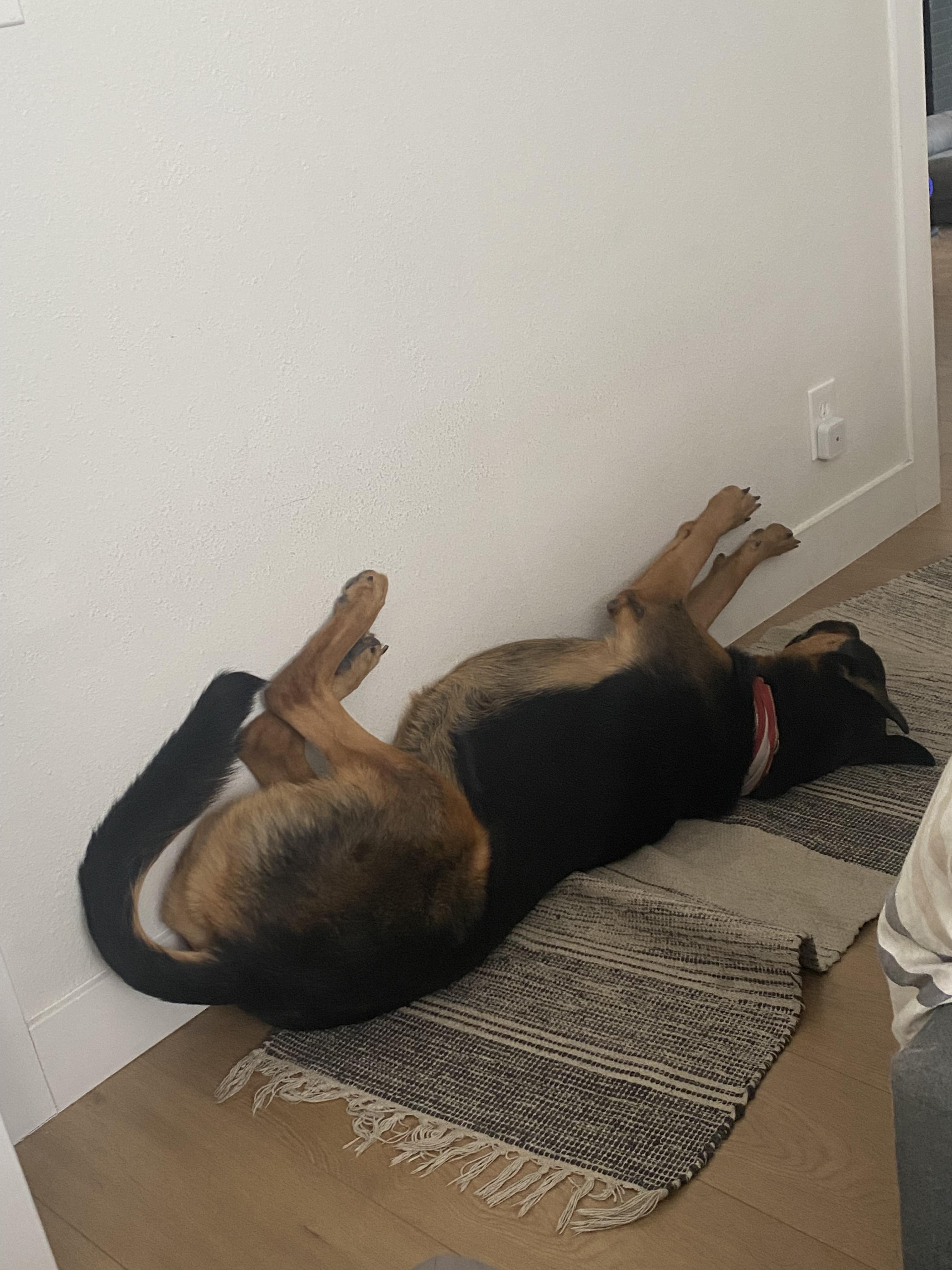 Enlarge Theodore, a Adopted mixed breed in sherman oaks, CA image 5/6