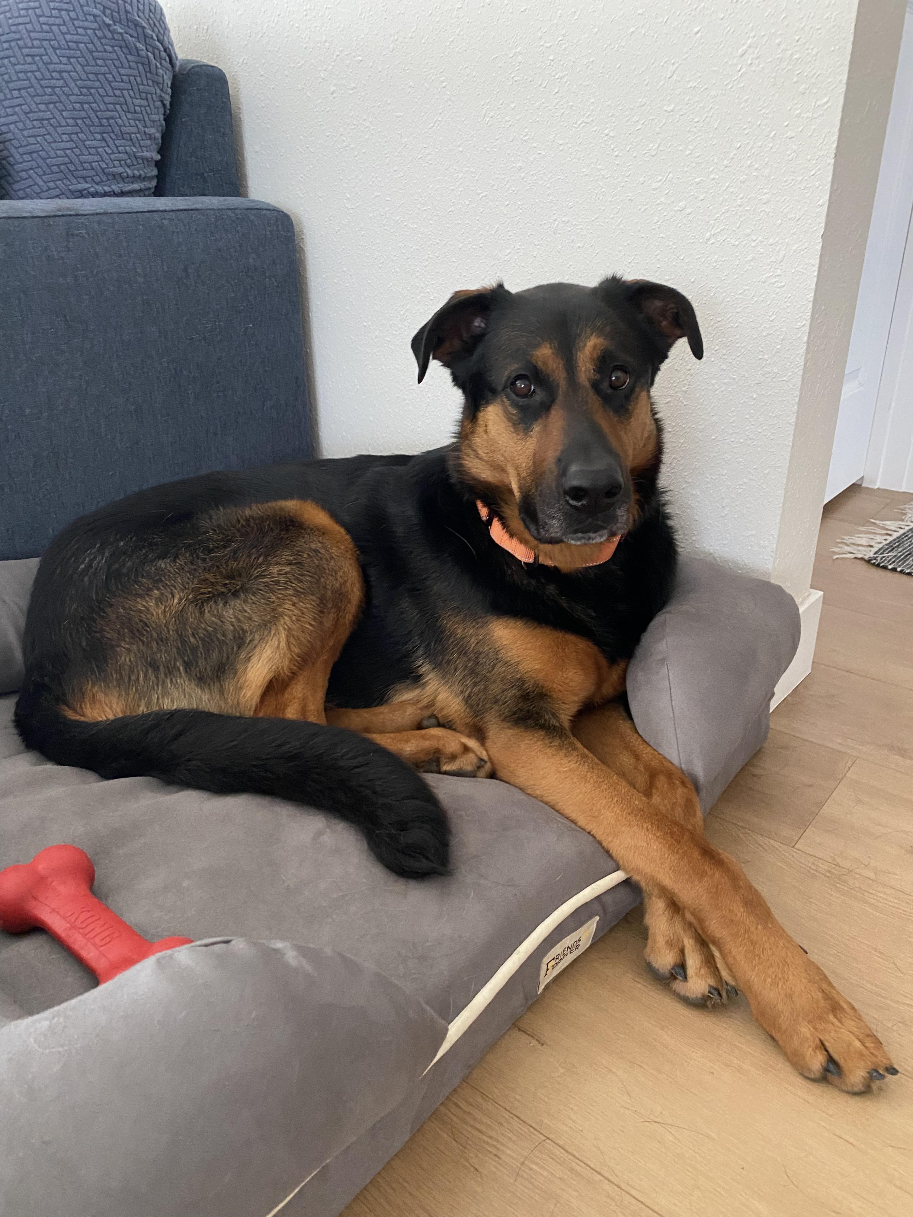 Theodore, Adopted, Adult Male German Shepherd Dog & Rottweiler.