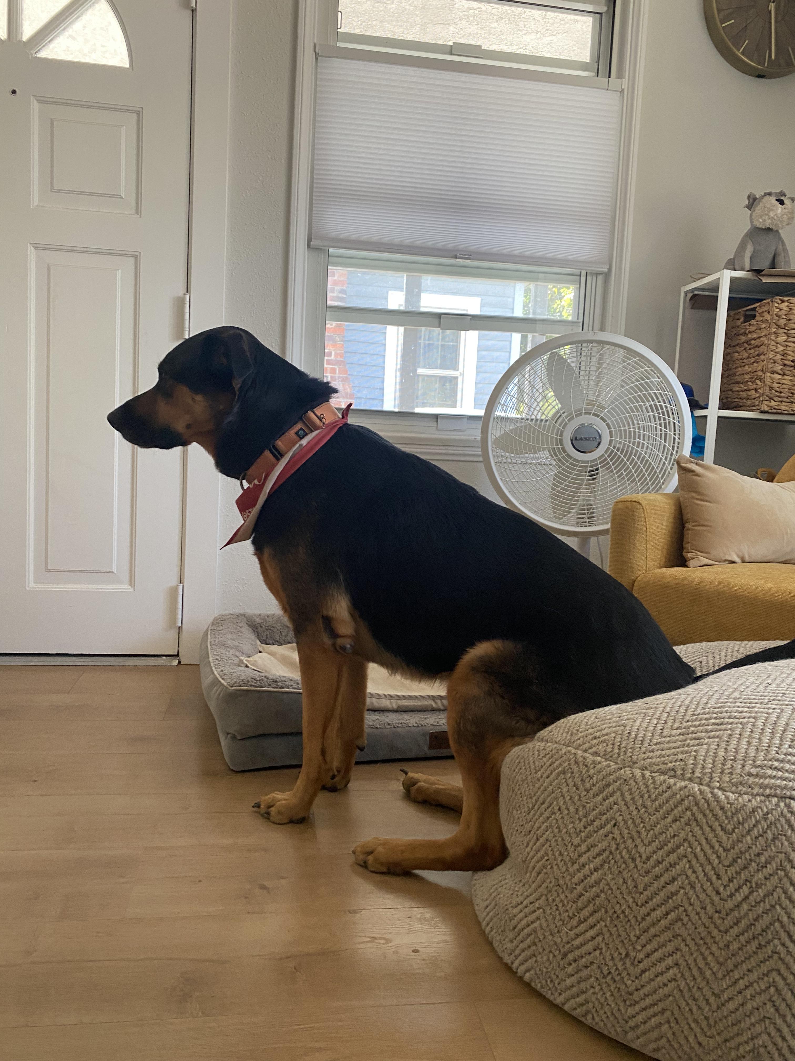 Enlarge Theodore, a Adopted mixed breed in sherman oaks, CA image 6/6