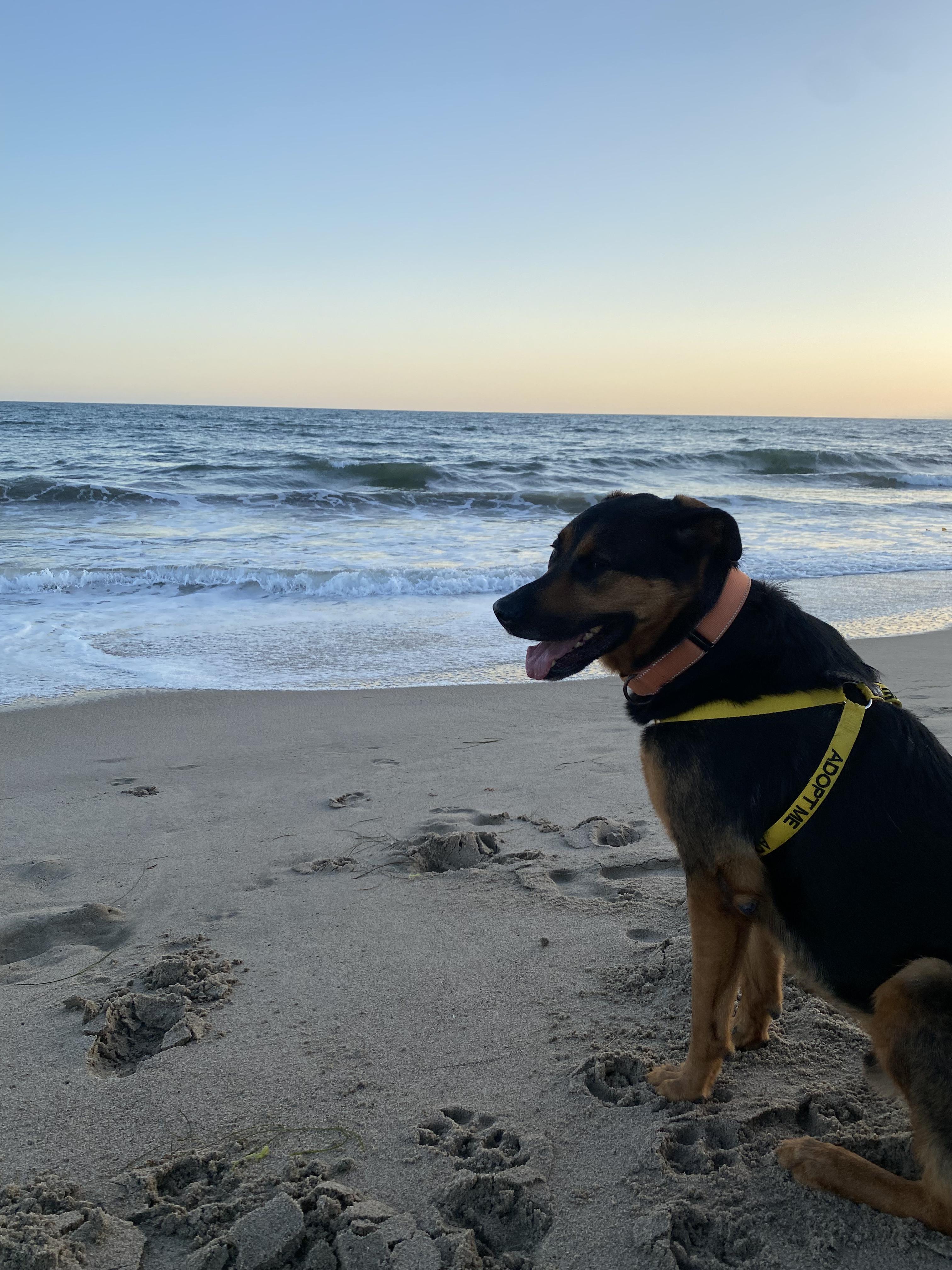 Enlarge Theodore, a Adopted mixed breed in sherman oaks, CA image 4/6