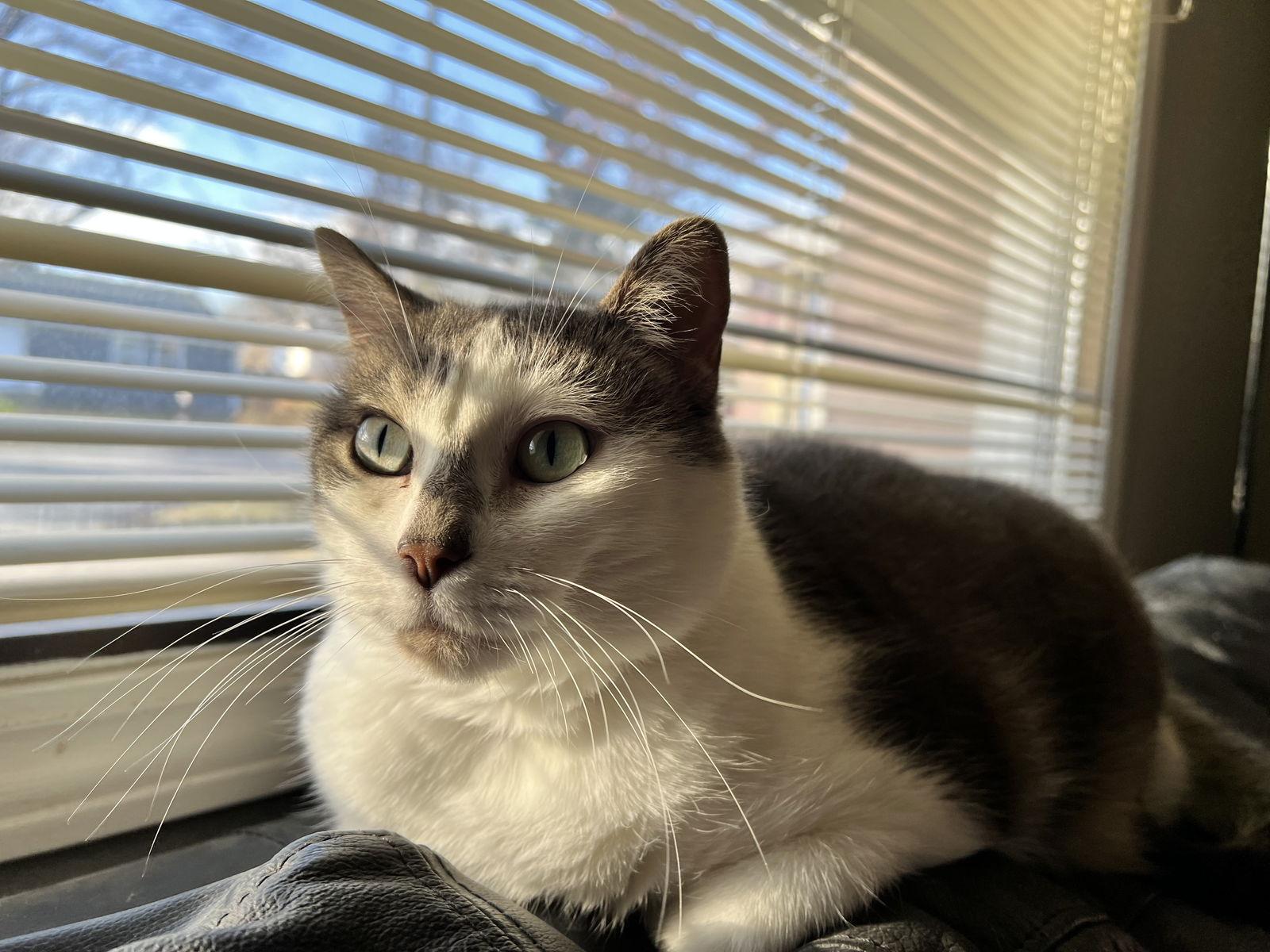 Rosie Jones, Adoptable, Adult Female Domestic Short Hair.