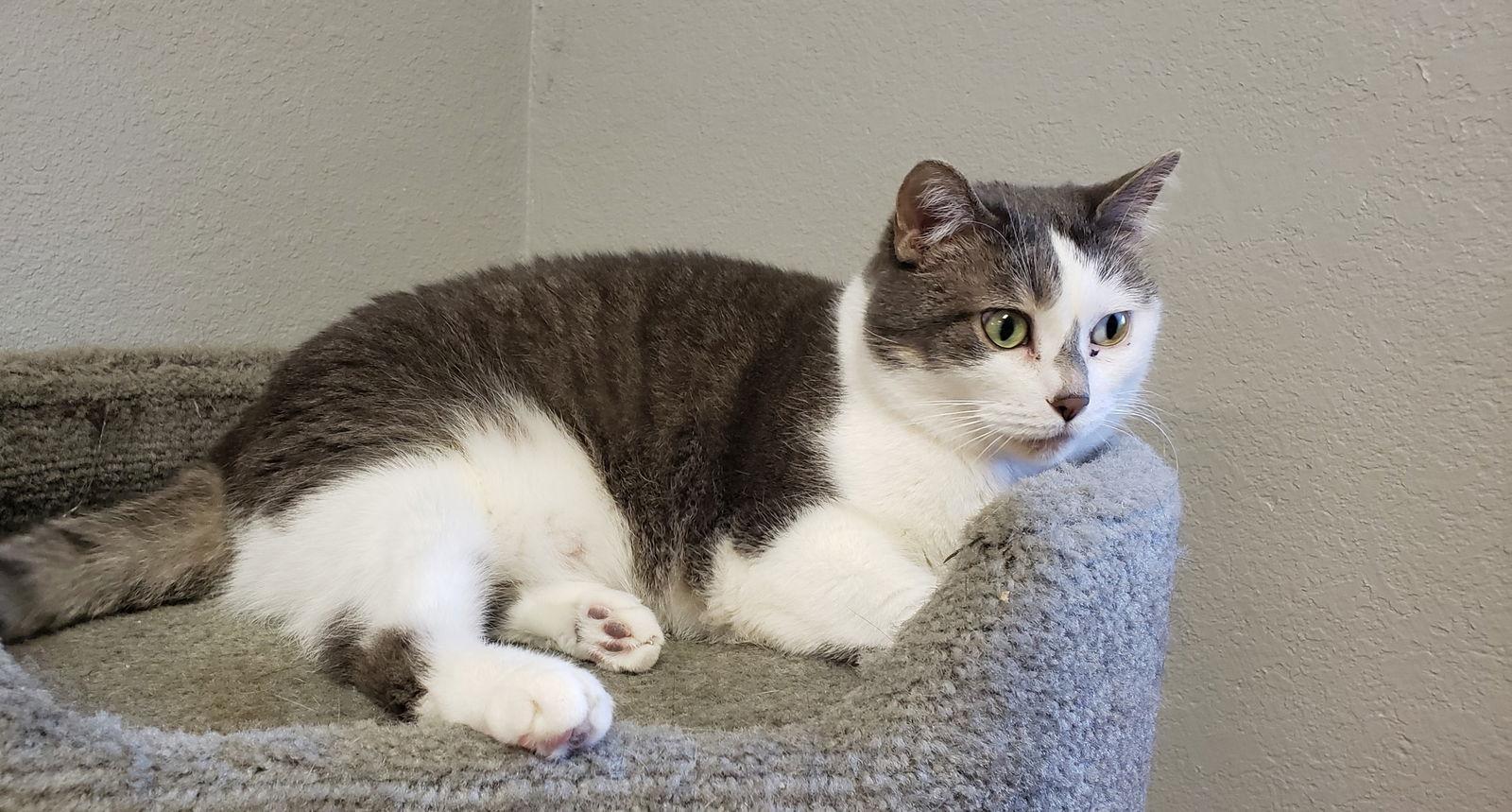 Rosie Jones, Adoptable, Adult Female Domestic Short Hair.
