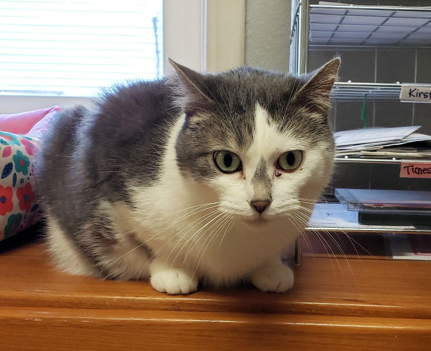 Enlarge Rosie Jones, a Adoptable Domestic Short Hair in Kansas City, MO image 2/2