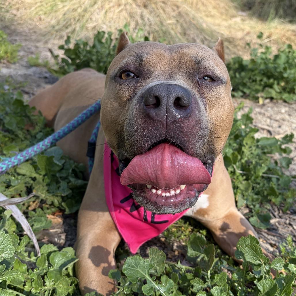 Petunia (C000-031) - Chino Hills Location, Adoptable, Adult Female Pit Bull Terrier.