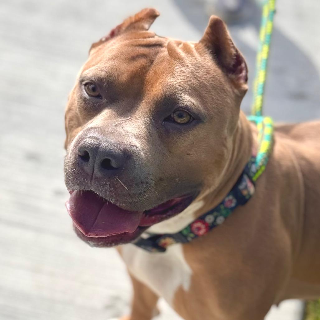 Petunia (C000-031) - Costa Mesa Location, a Adoptable Pit Bull Terrier in Chino Hills, CA image 2/6