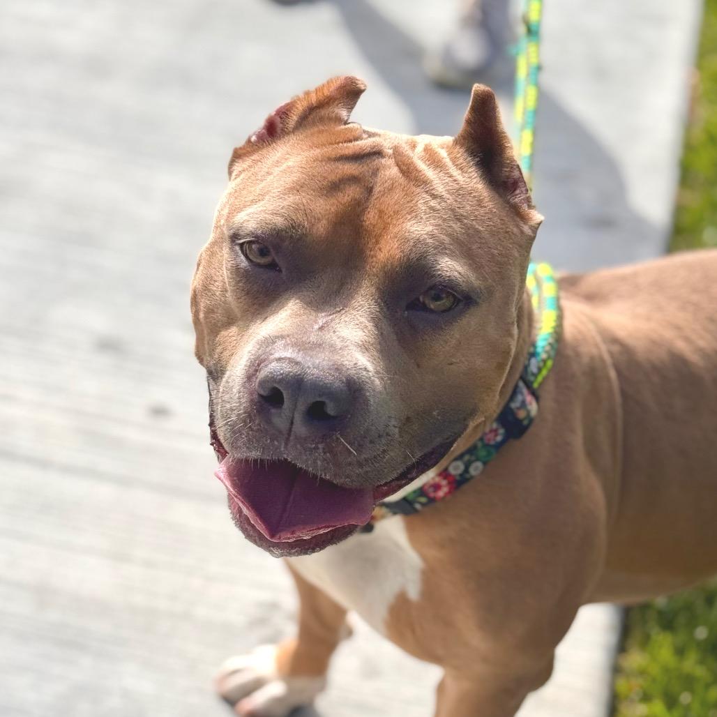 Enlarge Petunia (C000-031) - Chino Hills Location, a Adoptable Pit Bull Terrier in Chino Hills, CA image 2/6