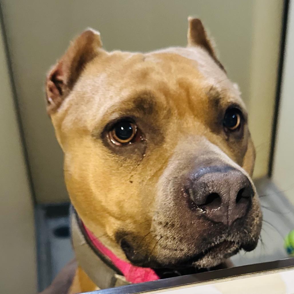 Enlarge Petunia (C000-031) - Chino Hills Location, a Adoptable Pit Bull Terrier in Chino Hills, CA image 2/6