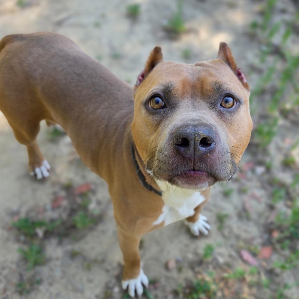Enlarge Petunia (C000-031) - Chino Hills Location, a Adoptable Pit Bull Terrier in Chino Hills, CA image 3/6