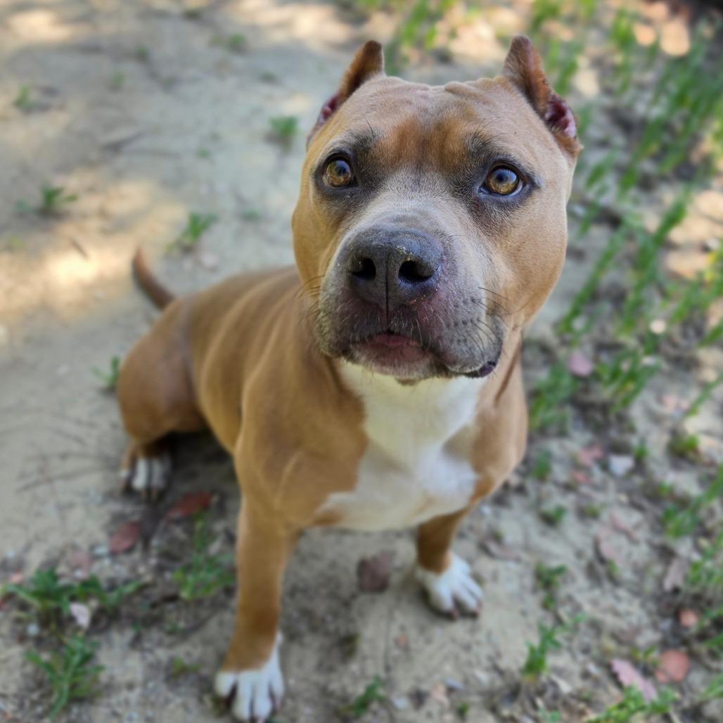 Petunia (C000-031) - Costa Mesa Location, a Adoptable Pit Bull Terrier in Chino Hills, CA image 4/6
