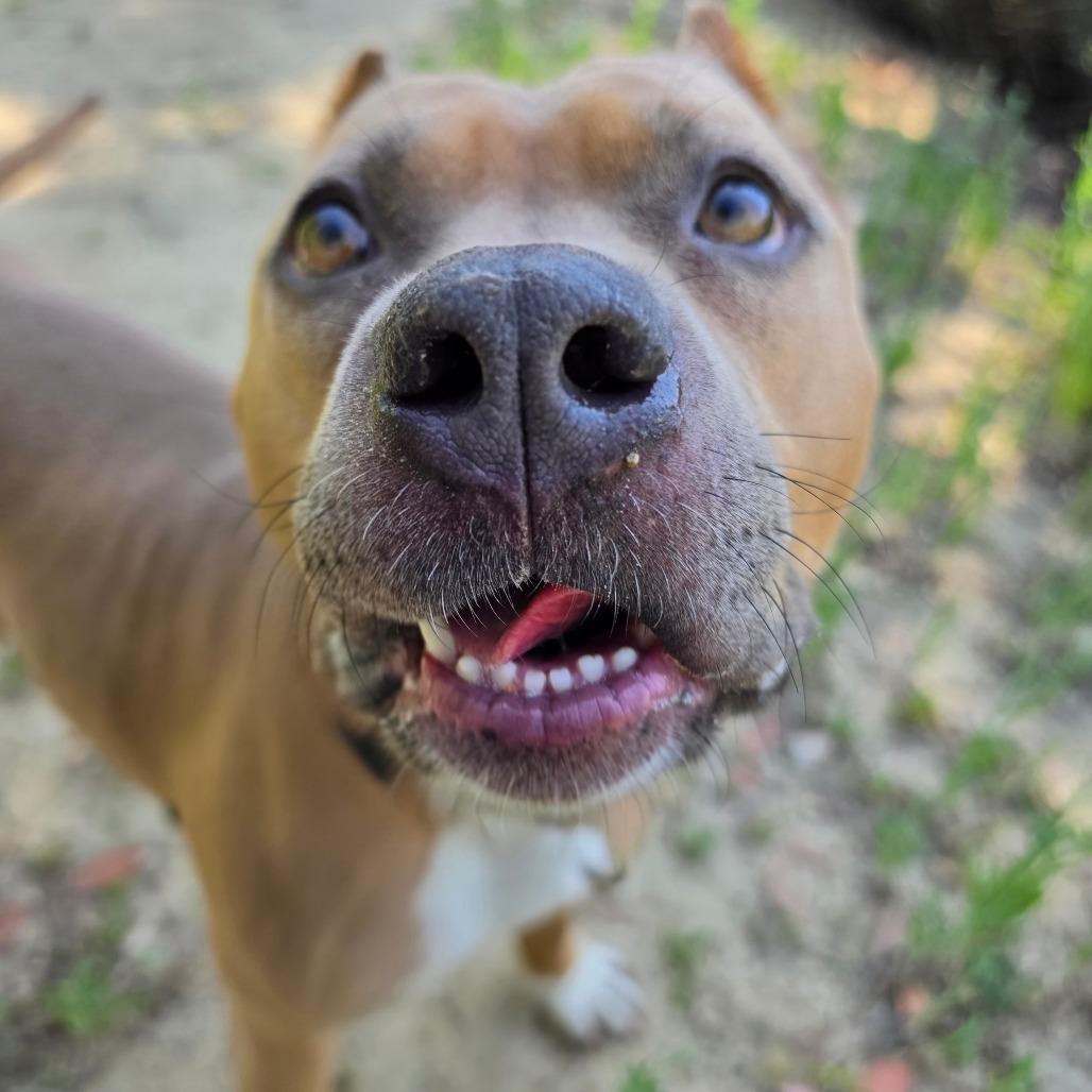 Enlarge Petunia (C000-031) - Chino Hills Location, a Adoptable Pit Bull Terrier in Chino Hills, CA image 4/6