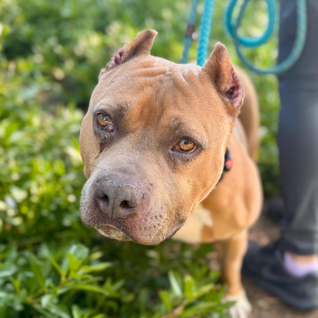 Enlarge Petunia (C000-031) - Chino Hills Location, a Adoptable Pit Bull Terrier in Chino Hills, CA image 5/6