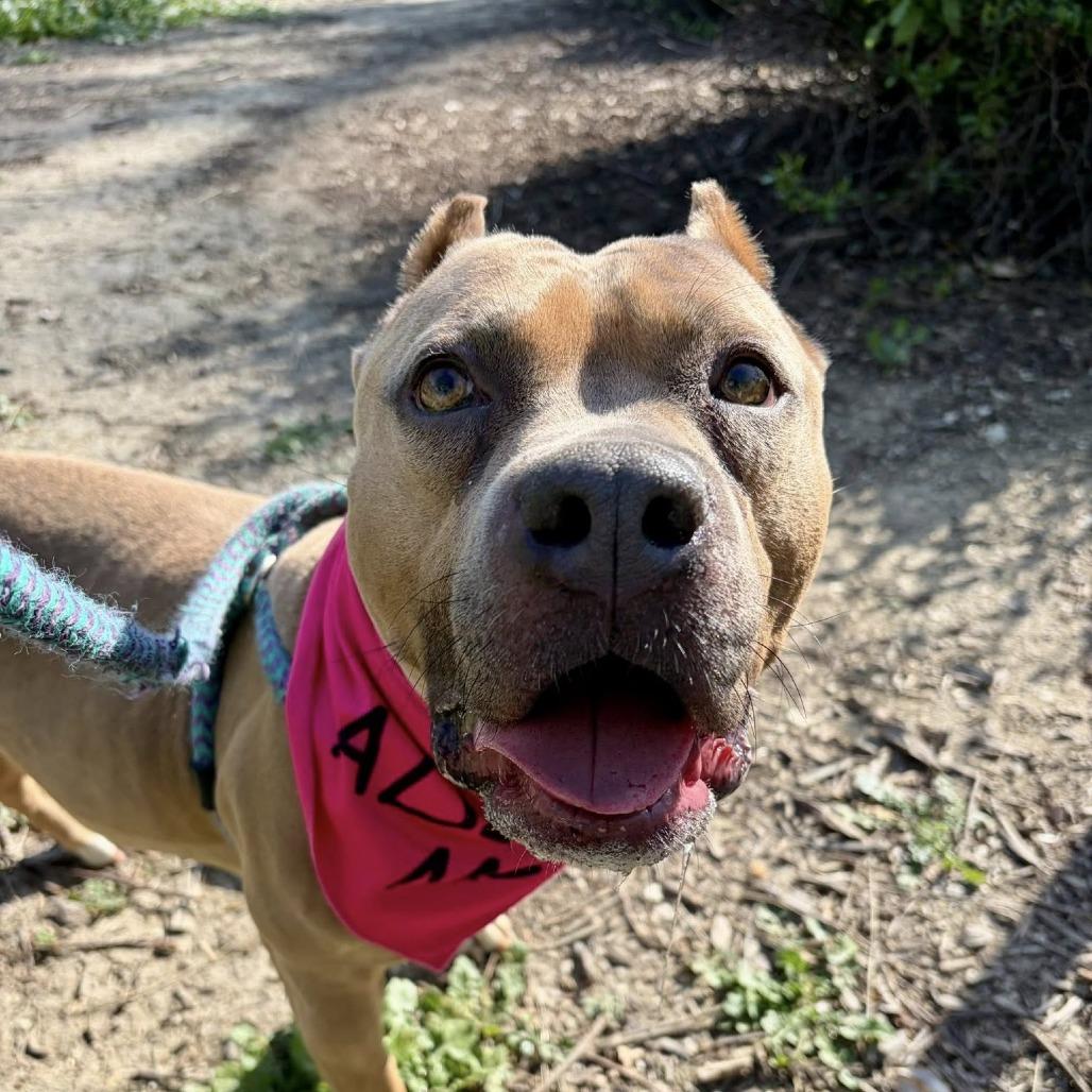 Enlarge Petunia (C000-031) - Chino Hills Location, a Adoptable Pit Bull Terrier in Chino Hills, CA image 6/6