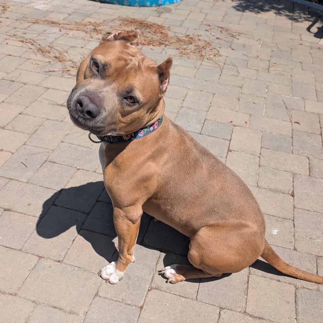 Enlarge Petunia (C000-031) - City of Industry Location, a Adoptable Pit Bull Terrier in Chino Hills, CA image 6/6